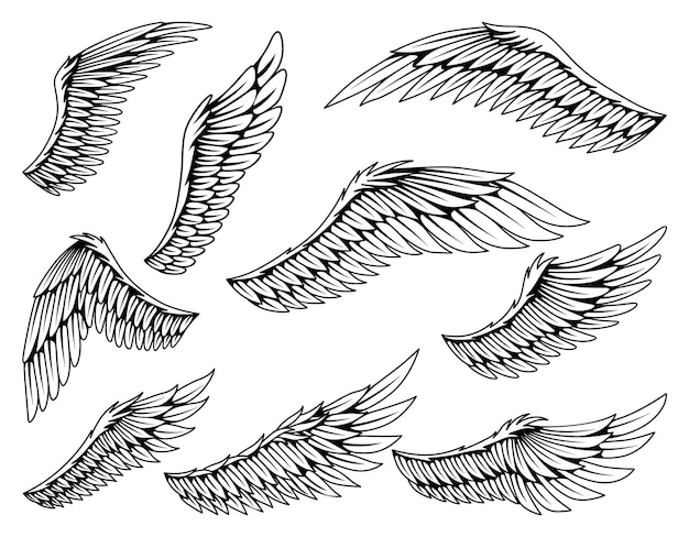 Colección de bocetos de alas heráldicas vintage Alas de pájaros estilizados monocromos Ala de stiker contorneada dibujada a mano en posición abierta Elementos de diseño en estilo de coloración