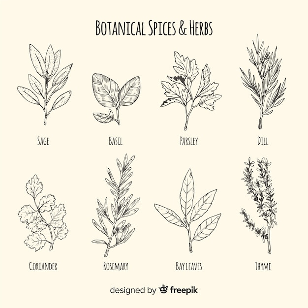 Vector colección bocetos de especias y hierbas realistas dibujados a mano