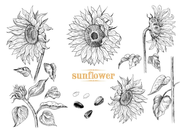 Vector colección de bocetos de girasoles