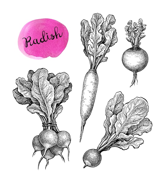 Colección de bocetos de tinta de rábano Conjunto de verduras Ilustración de vector dibujado a mano Estilo retro