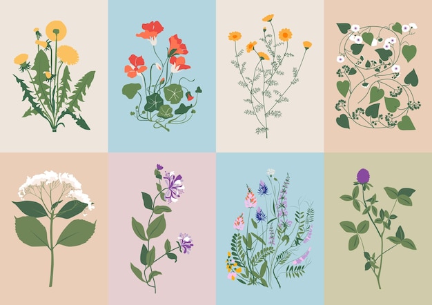 Colección bohemia de flores silvestres e ilustraciones botánicas