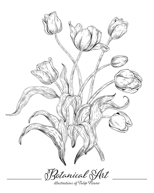 Colección de la botánica floral sketch, dibujos de flores de tulipán