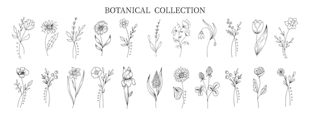 Colección botánica de flores y plantas dibujadas a mano en estilo garabato. Boceto, arte lineal. Iconos