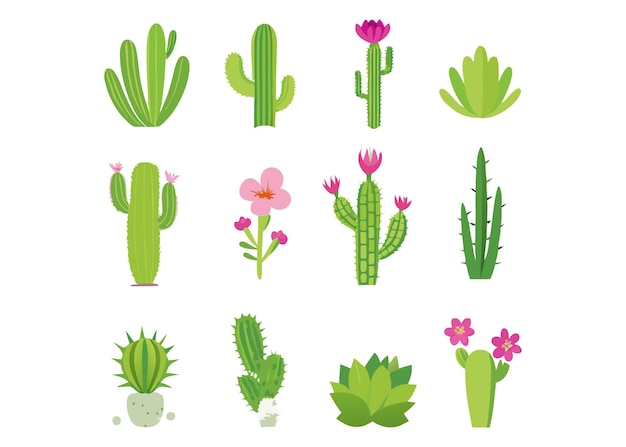 Colección de cactus a color