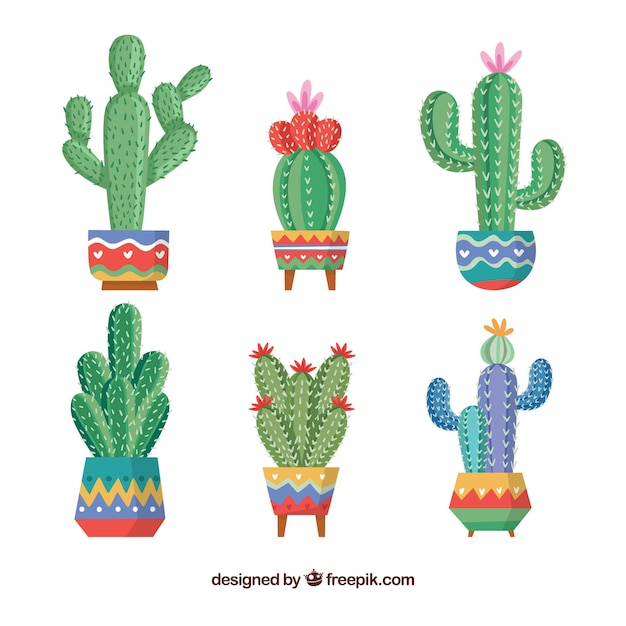 Colección de cactus creativos