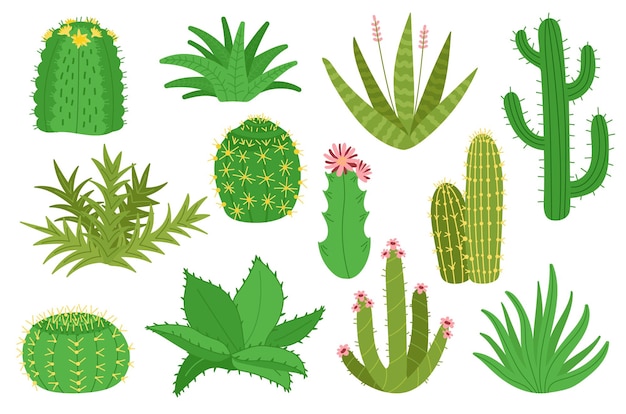 Colección de cactus plantas de cactus aisladas suculentas decorativas del desierto mexicano para jardinería doméstica elementos de jardín de casa de dibujos animados con kit de vector decente de flores