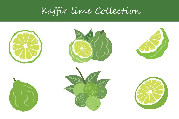 Vector colección de cal de kaffir en diferentes poses ilustración vectorial