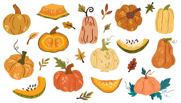 Colección de calabazas Diferentes tipos de piezas de calabaza semillas hojas Cosecha de otoño
