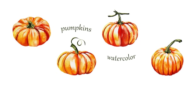 Vector colección de calabazas, diseño de ilustraciones vectoriales acuarela