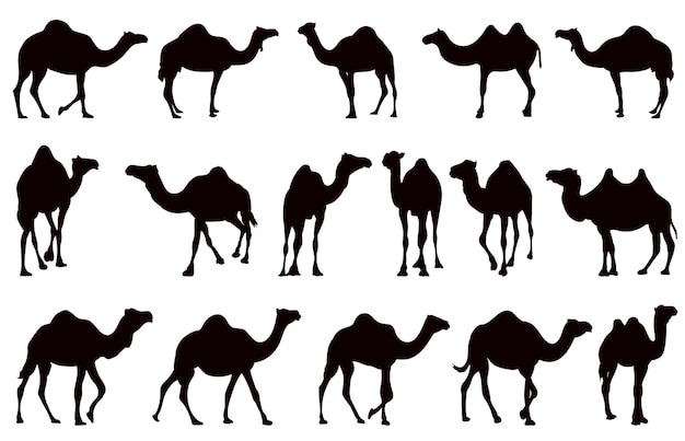 Colección de camellos conjunto de silueta negra vector