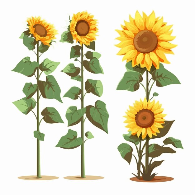 Colección de caprichosas ilustraciones de girasoles en formato vectorial