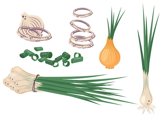 Colección de cebolla verde blanca fresca Mitad entera y cebollino en rodajas Verdor Cebolla picada descascarillada Verduras sin pelar Alimentos orgánicos saludables Vegetales crudos naturales Vector ilustración plana