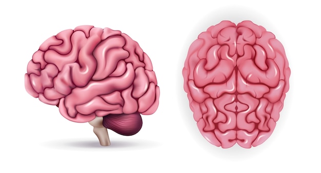 Colección de cerebros humanos en estilo realista