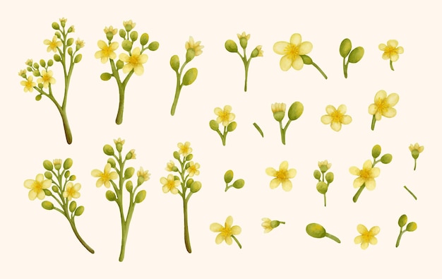 Colección de cliparts de la flor de la uva amarilla