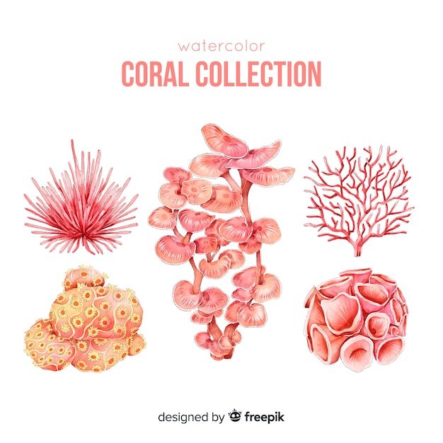 Vector colección colorida coral dibujado a mano