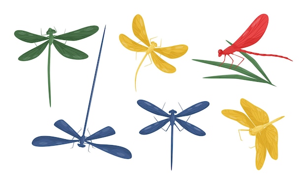 Colección de coloridas y hermosas libélulas, insectos voladores, ilustraciones vectoriales