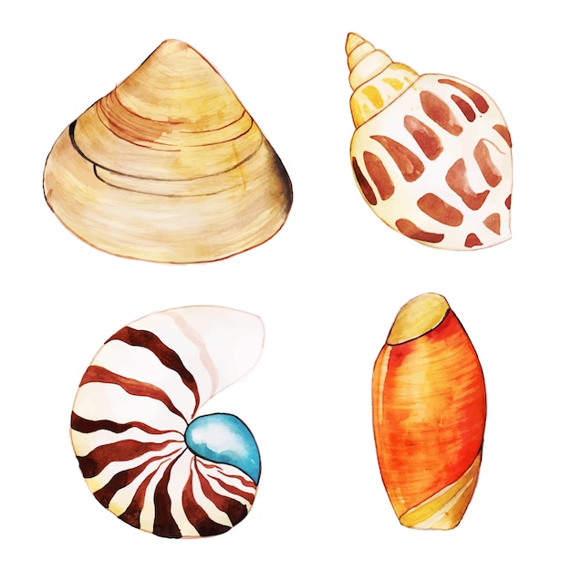 Colección de conchas de acuarela
