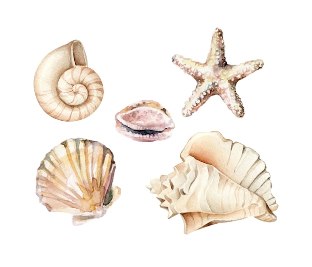 Colección de conchas de acuarela