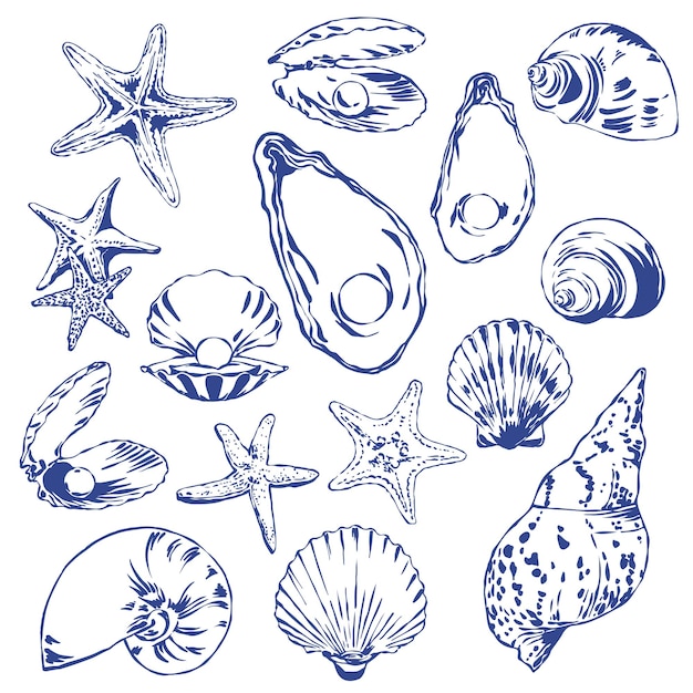 Colección de conchas y estrellas de mar dibujadas a mano