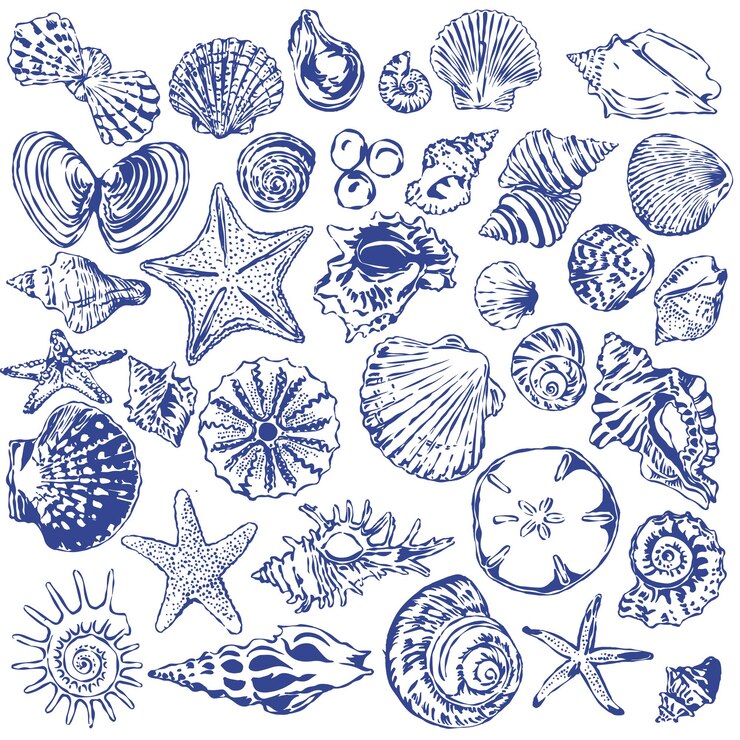 Colección de conchas y estrellas de mar dibujadas a mano