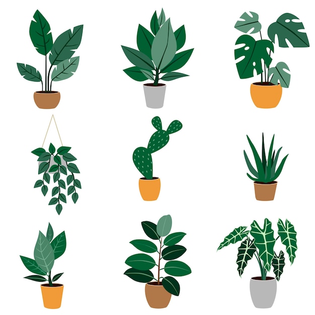 Colección de decoración de plantas de interior colgantes