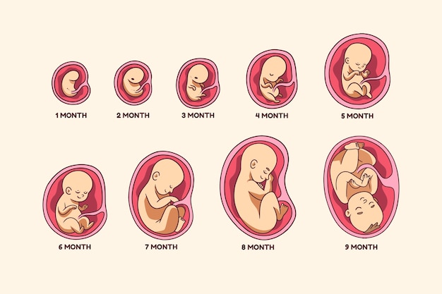 Vector colección desarrollo fetal dibujada a mano