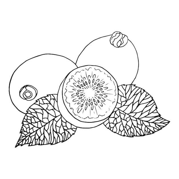 Colección dibujada a mano de kiwi por boceto de tinta y pluma