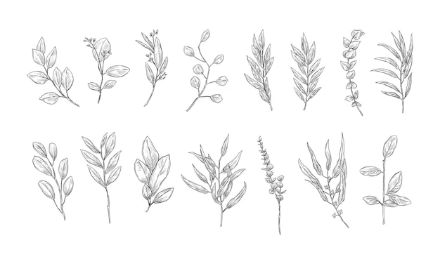 Colección dibujada a mano de plantas de eucalipto