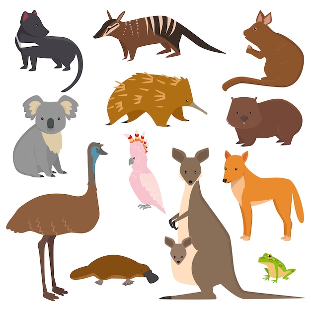 Colección de dibujos animados de animales salvajes del vector australiano animales populares de australia como ornitorrinco