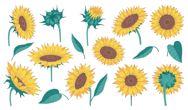 Colección de dibujos animados de girasoles con flores y hojas verdes aisladas sobre fondo blanco ilustración vectorial