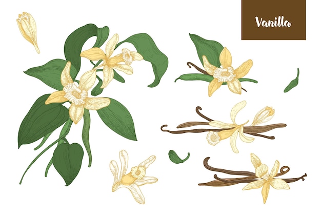 Colección de dibujos botánicos de plantas de vainilla con frutos o vainas, flores florecientes y hojas aisladas en fondo blanco. Ilustración de vector colorido dibujado a mano en estilo antiguo elegante.