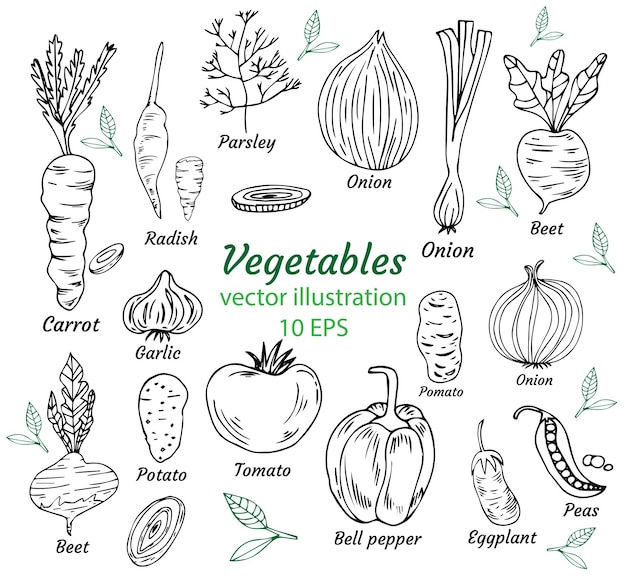 Colección de dibujos de garabatos de verduras.