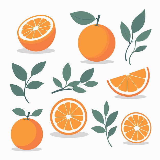 Vector colección de dibujos de naranja y hojas