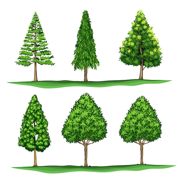 colección de diferentes árboles y plantas aislados en fondo blanco