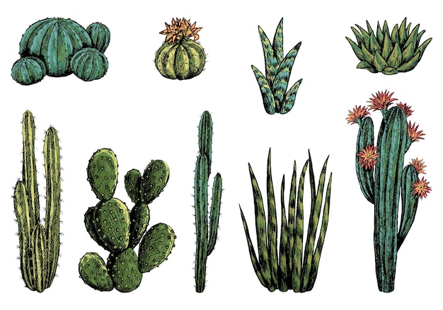 Colección de diferentes cactus. conjunto de plantas del desierto.  ilustración de vector dibujado a mano. bocetos botánicos vintage aislados  en blanco. elementos decorativos de colores para el diseño. | Vector Premium