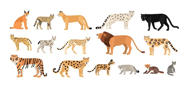 Colección de diferentes gatos domésticos y salvajes. animales exóticos de  la familia felidae aislados sobre fondo blanco. paquete de lindos  personajes de dibujos animados. ilustración de vector zoológico colorido  plano. | Vector