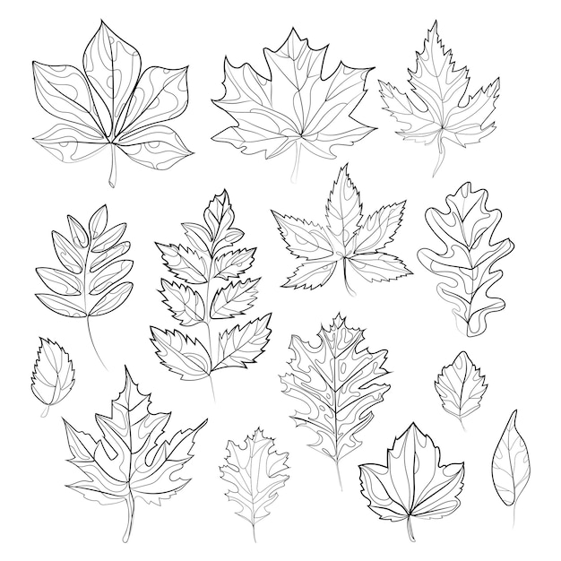 Colección de diferentes hojas de otoño Elemento de diseño de dibujo de líneas abstractas. Conjunto vectorial de hojas