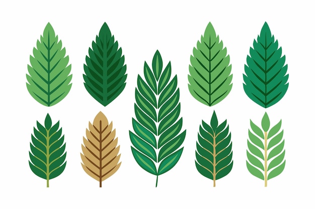 una colección de diferentes hojas verdes y la palabra " hoja " citada en verde