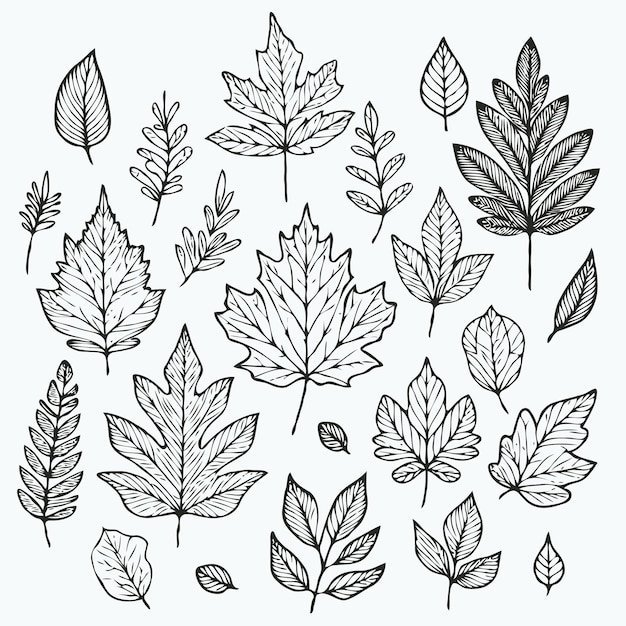 una colección de diferentes tipos de hojas y plantas