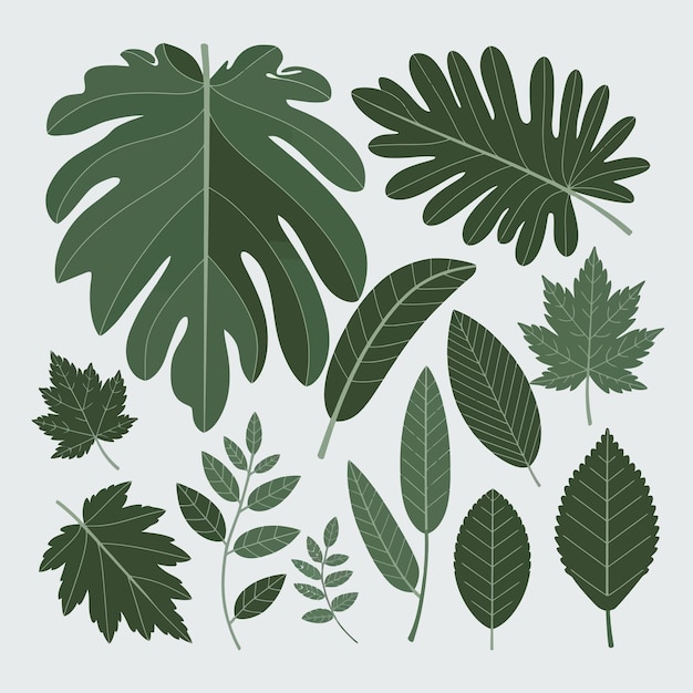 una colección de diferentes tipos de plantas, incluidas hojas y plantas