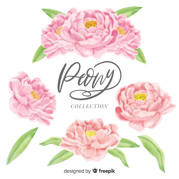 Colección de elegantes flores peonía en estilo de acuarela