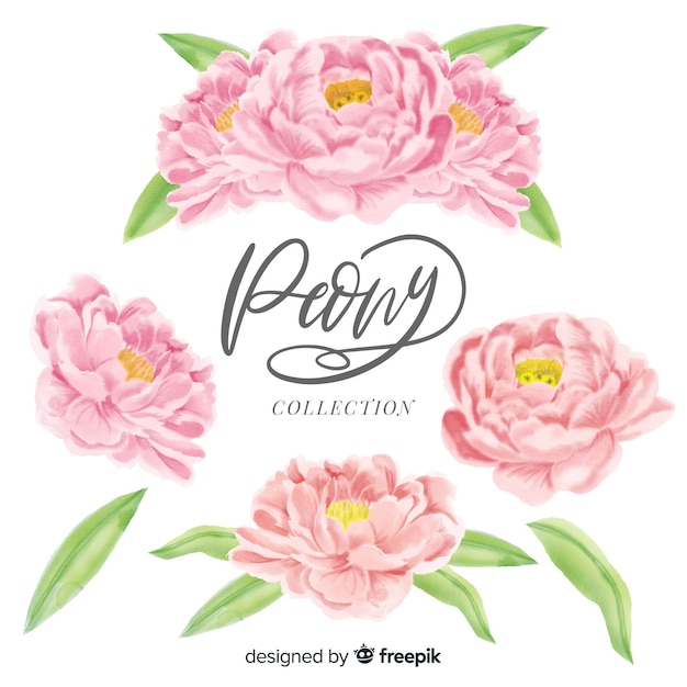 Vector colección de elegantes flores peonía en estilo de acuarela