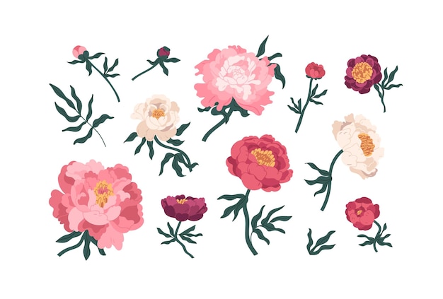 Colección de elegantes peonías japonesas en flor vector ilustración plana. Conjunto de capullos de peonía románticos, tallos y hojas aisladas en blanco. Magníficas flores para la decoración florística botánica.