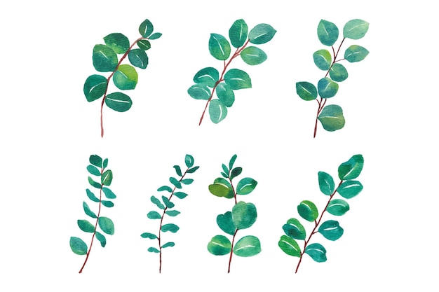 Colección de elementos aislados de hojas de eucalipto verde para la decoración de invitaciones de boda