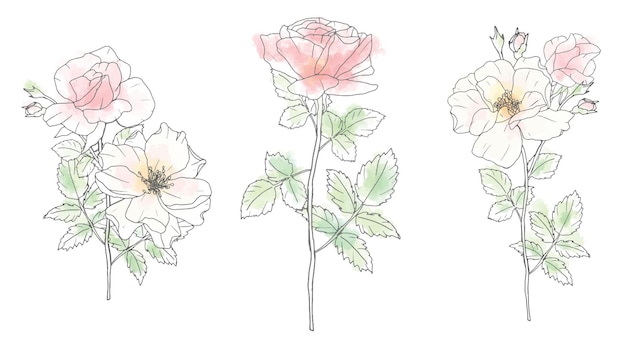 Colección de elementos de ramo de flores de rosa de arte de línea de doodle de acuarela suelta