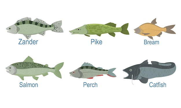 Colección de especies de peces con nombre Suscripción Zander Pike Bream Salmon Perch Catfish Vector Ilustración