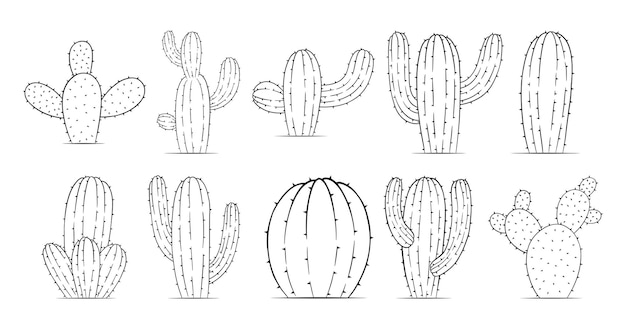 Vector colección de esquemas de plantas de cactus