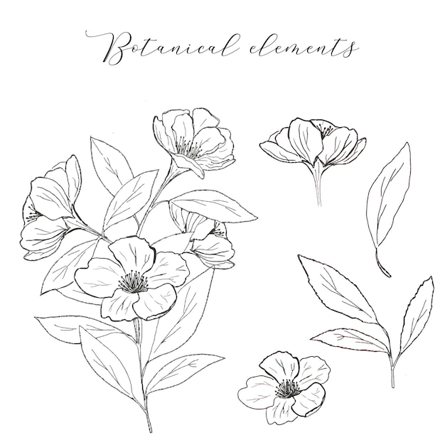 Colección floral line art