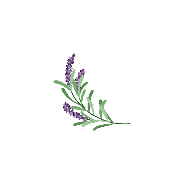 Colección floral vintage dibujada a mano botánica con logotipo de flor de lavanda