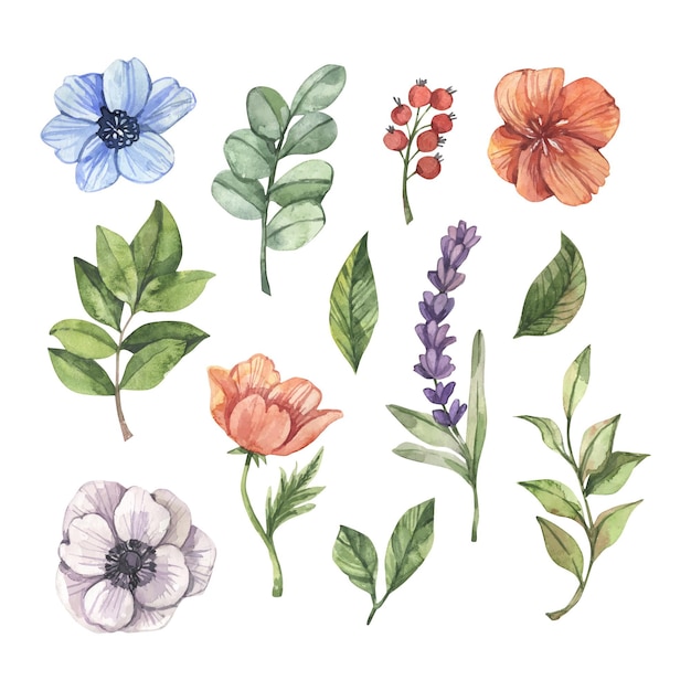 Vector colección de flores de acuarela pintadas a mano